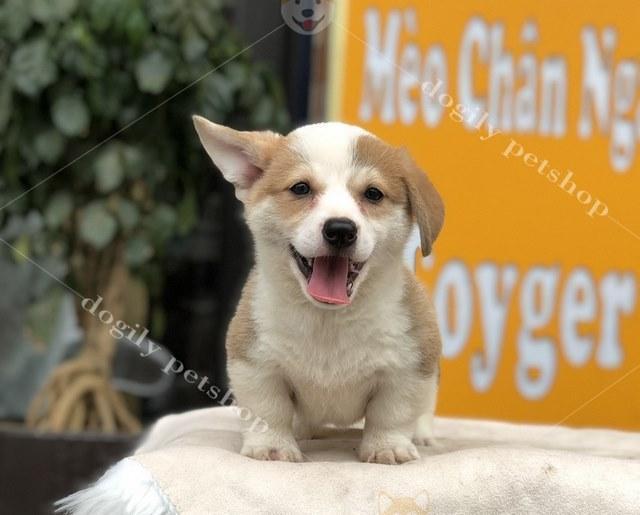 A dog sitting on a rock

Description automatically generated with low confidence