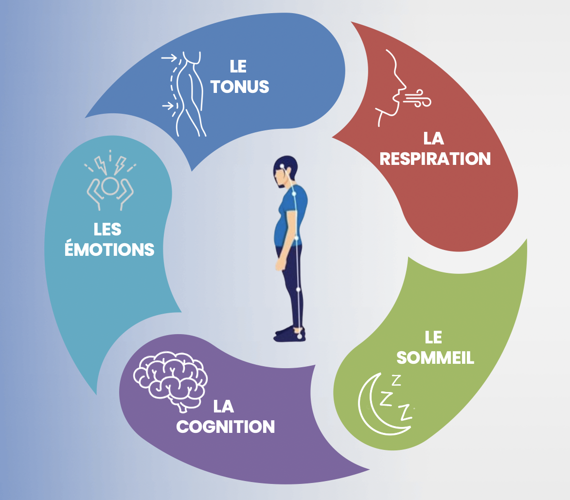 5 piliers psychophysiologie : tonus, respiration, émotions, sommeil, cognition