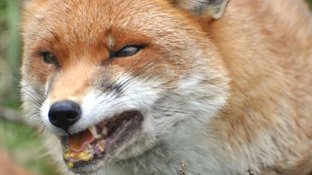 Are Foxes Dangerous to Humans or Pets?
