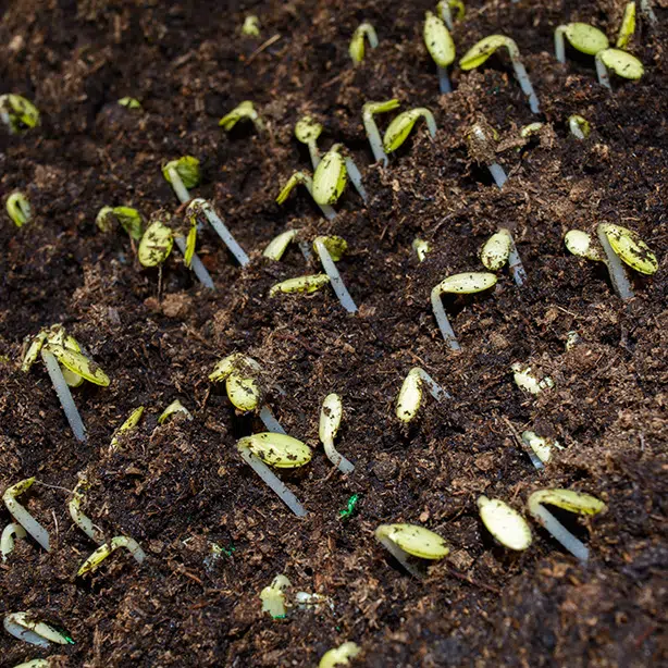 Why should you germinate cucumber seeds early