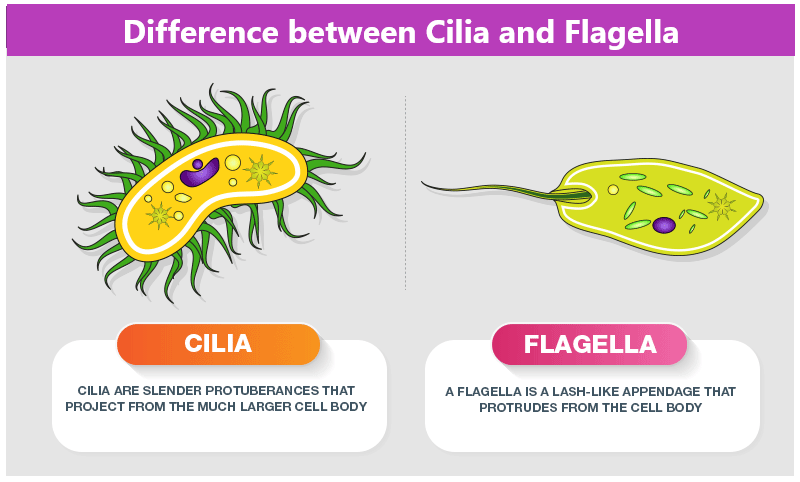 Difference between Cilia and Flagella Explained -