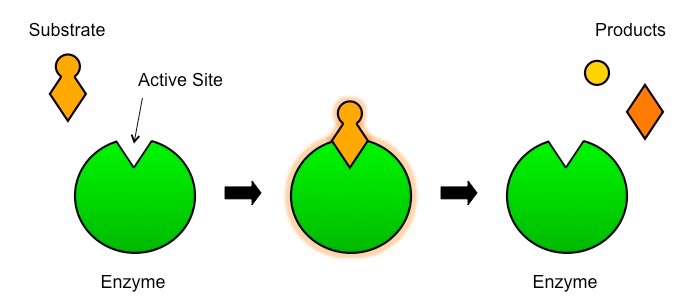 substrate and active site