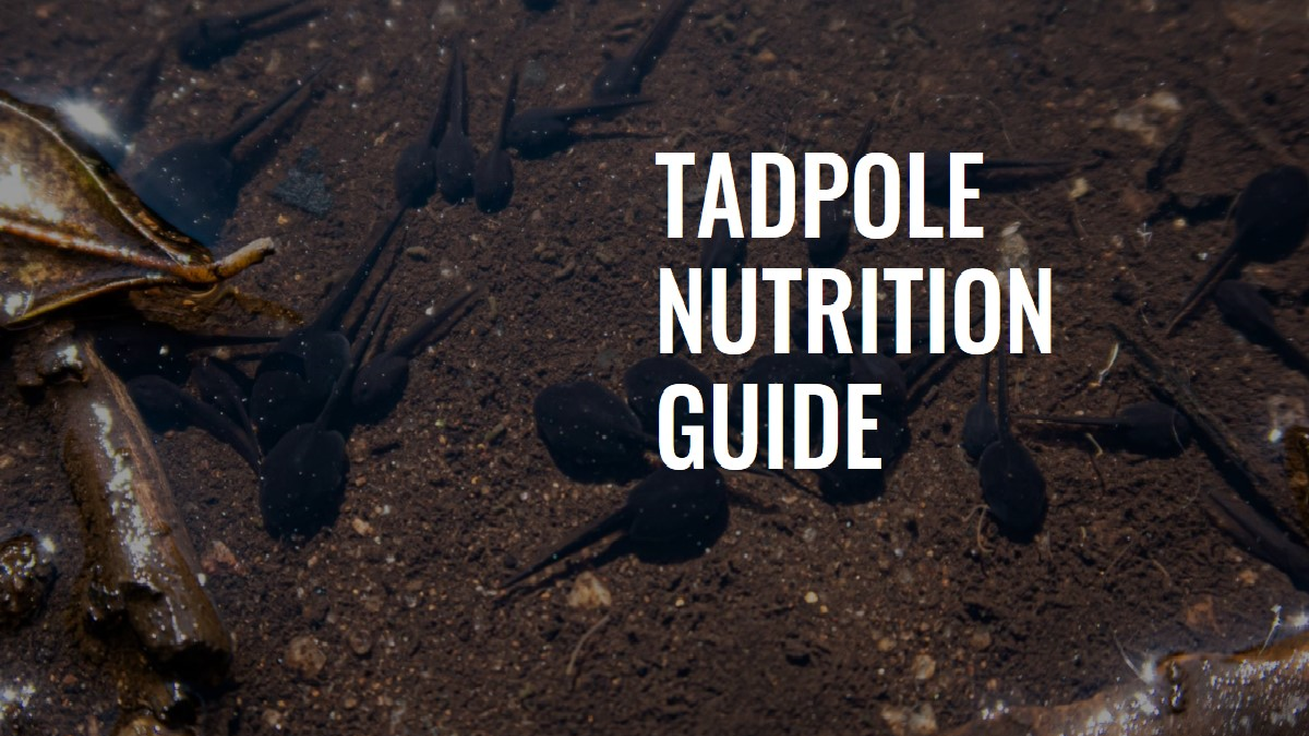 What Do Tadpoles Eat A Comprehensive Guide to Tadpole Nutrition