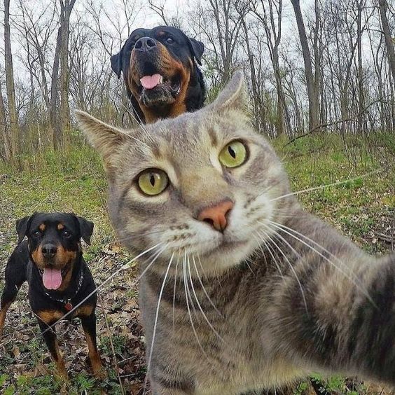 Cat selfies Well, these selfies are definitely better than mine. ???? How about you.? Credit -yoremahm | IG