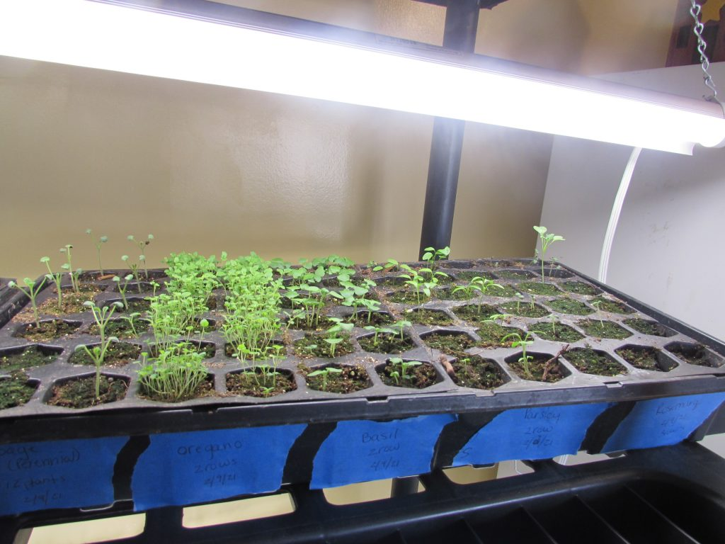 Start seeds under grow lights.