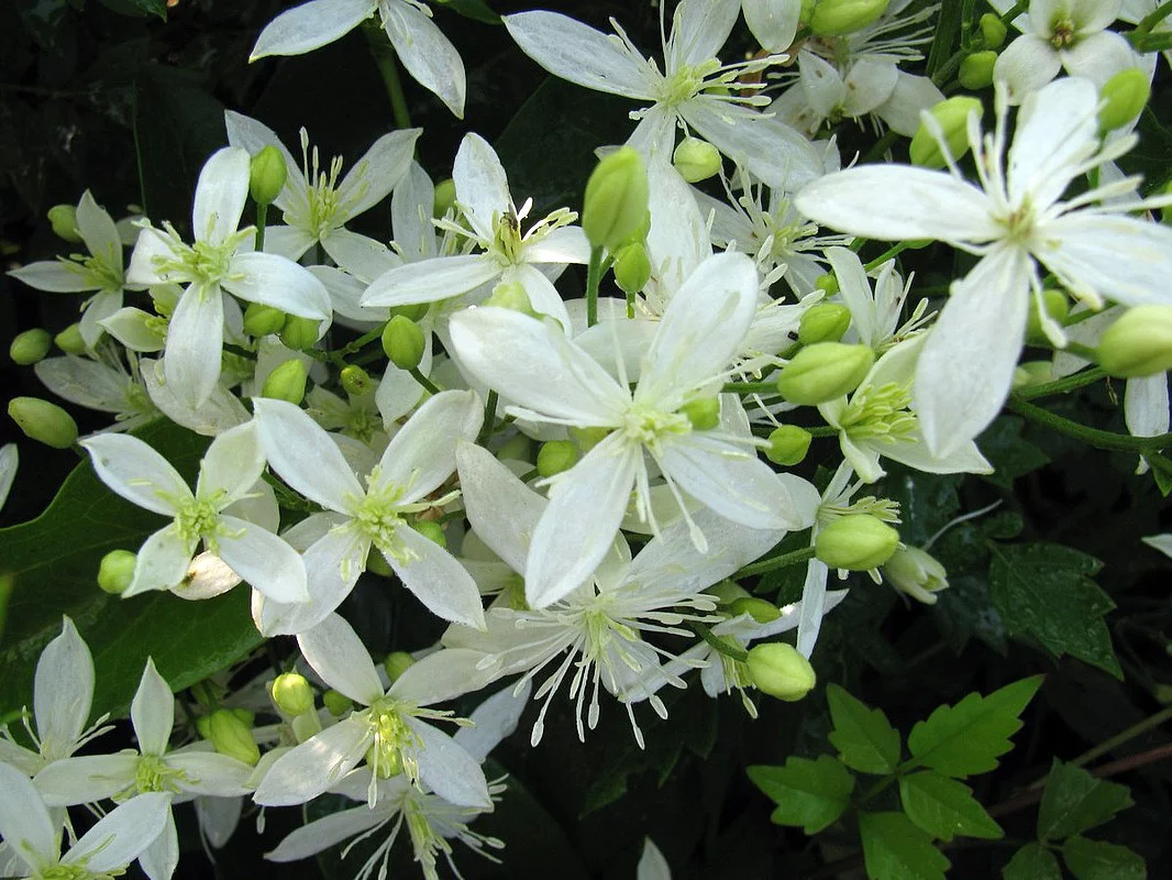 Sweet Autumn Clematis (Clematis paniculata)