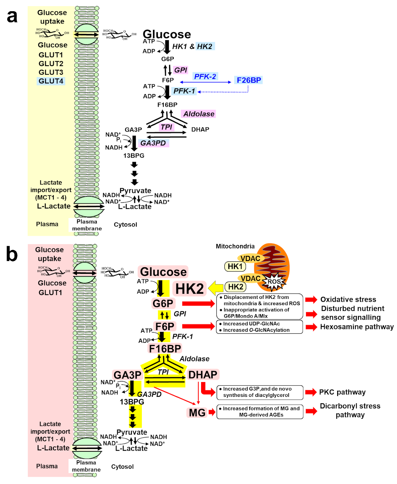 A diagram of a cell line

Description automatically generated with medium confidence