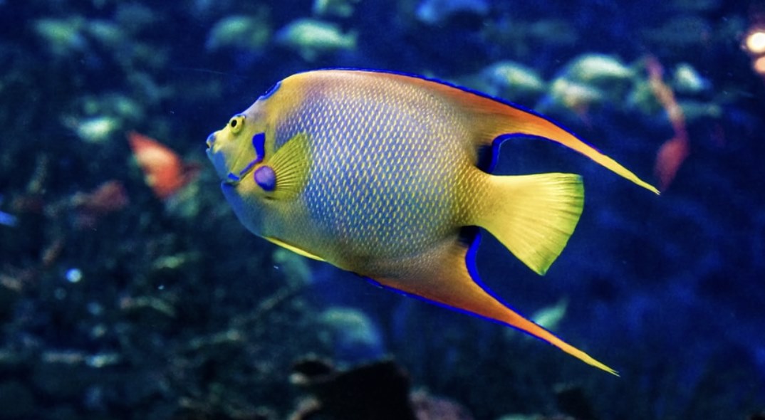 Angel Fish Saltwater - Blue and yellow fish.jpg
