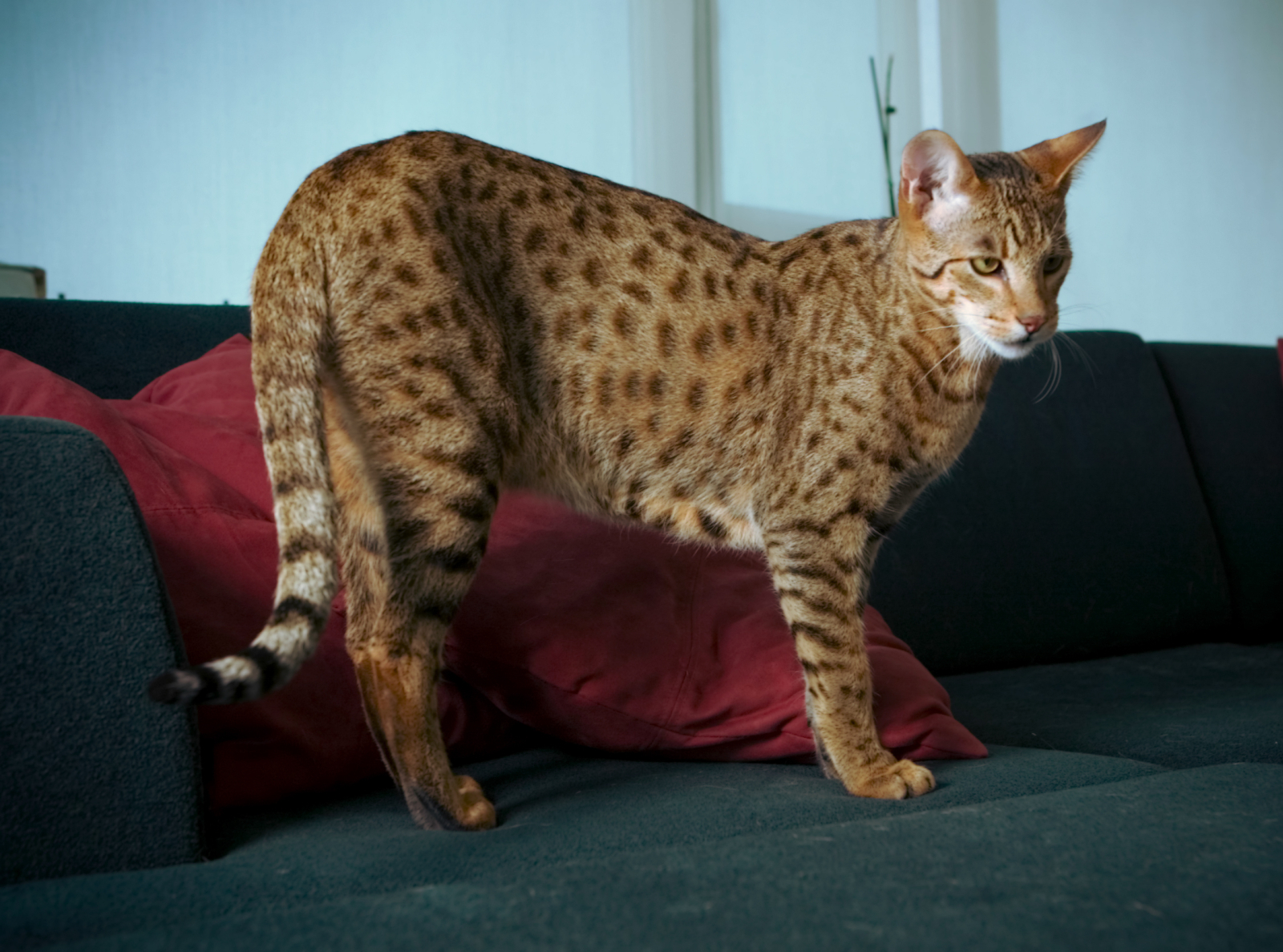 What Do Savannah Cats Eat