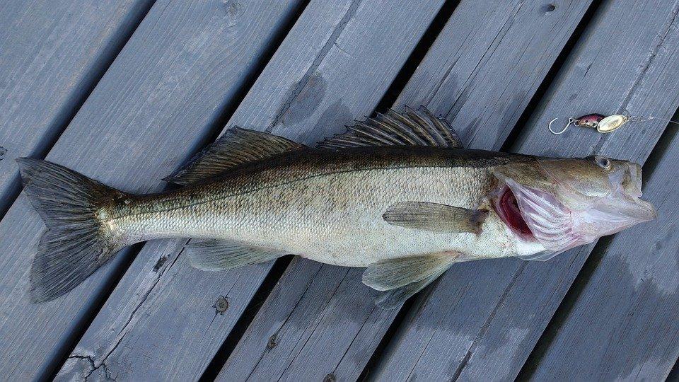Walleye, Pike-Perch, Fish, Lure, Catch, Freshwater
