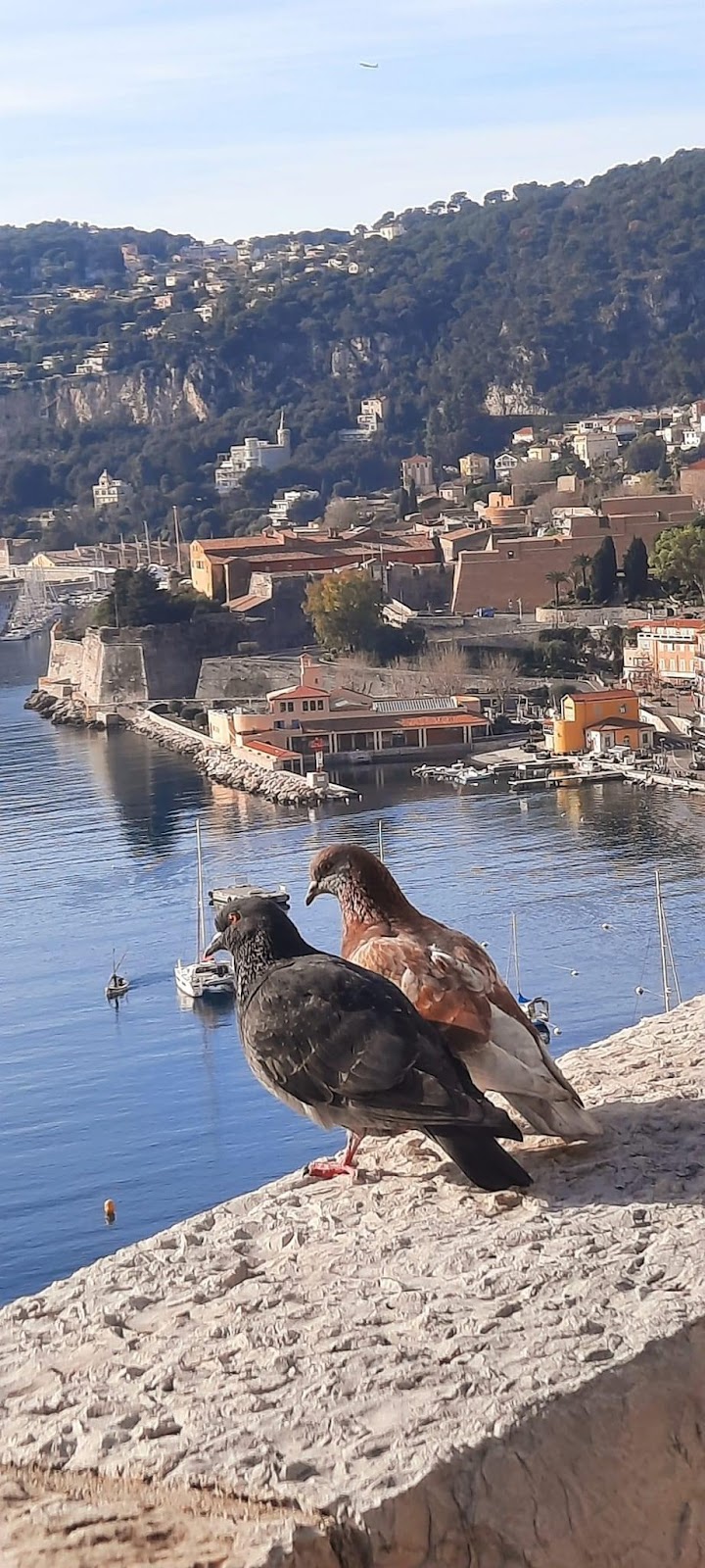 Birds standing on a rock overlooking a body of water

Description automatically generated