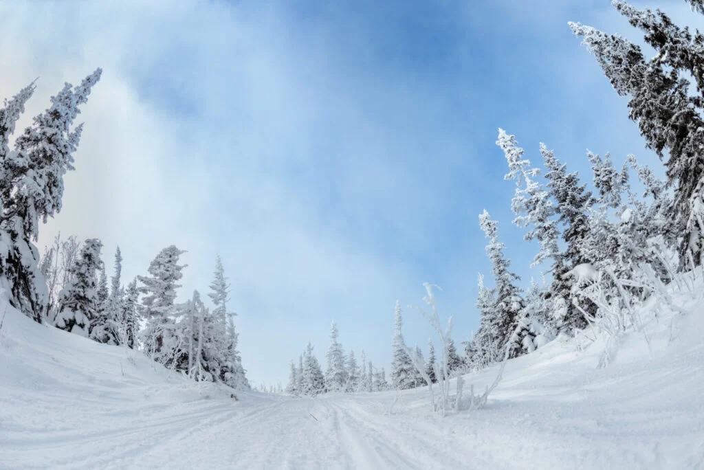 A low-angle shot of the snowy Tuscobia State Trail, adorned with snow-frosted evergreen trees on both sides