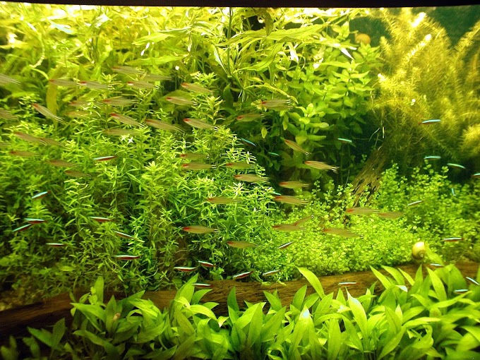 Plant your fish tank