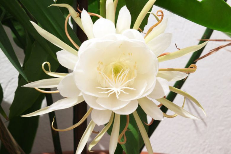 Queen of the Night (Epiphyllum Oxypetalum)
