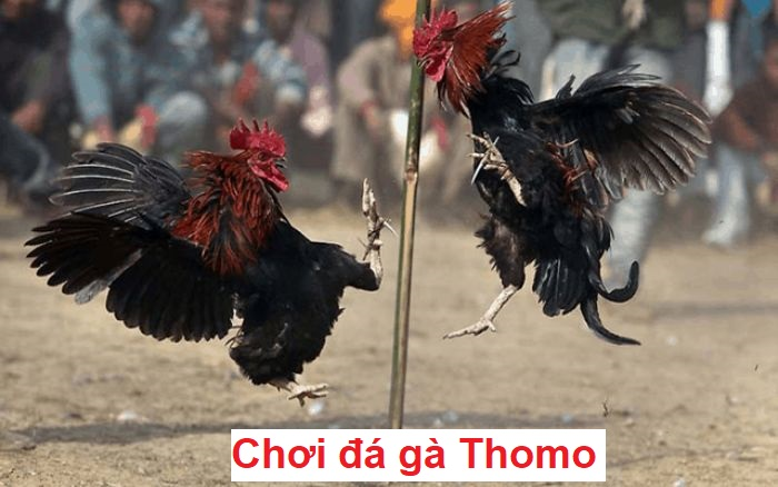 đá gà thomo 1