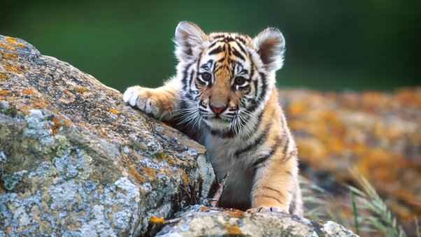 Tigers cub