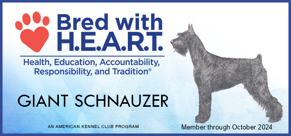 Bread with heart certification for Giant Schnauzer Puppies