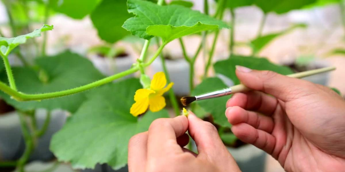 Hand-pollinate cucumber flowers