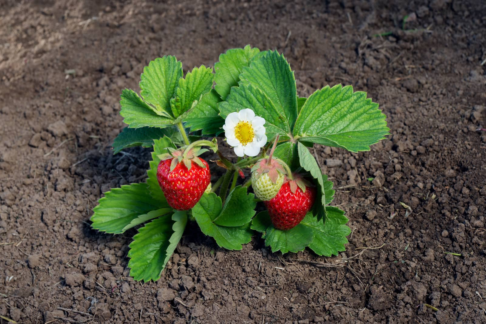 Why don’t strawberry plants produce fruit