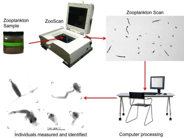 Explanation of ZooScan
