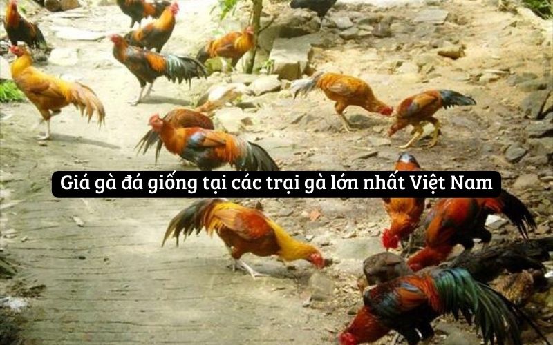 Giá gà đá giống tại các trại gà lớn nhất Việt Nam