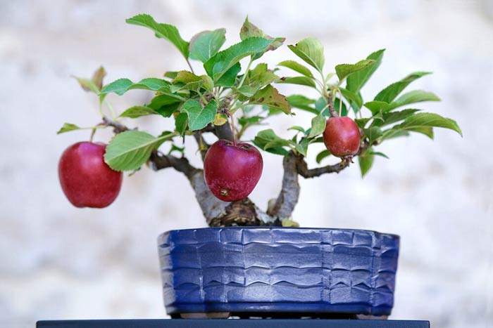 cây ăn trái bonsai