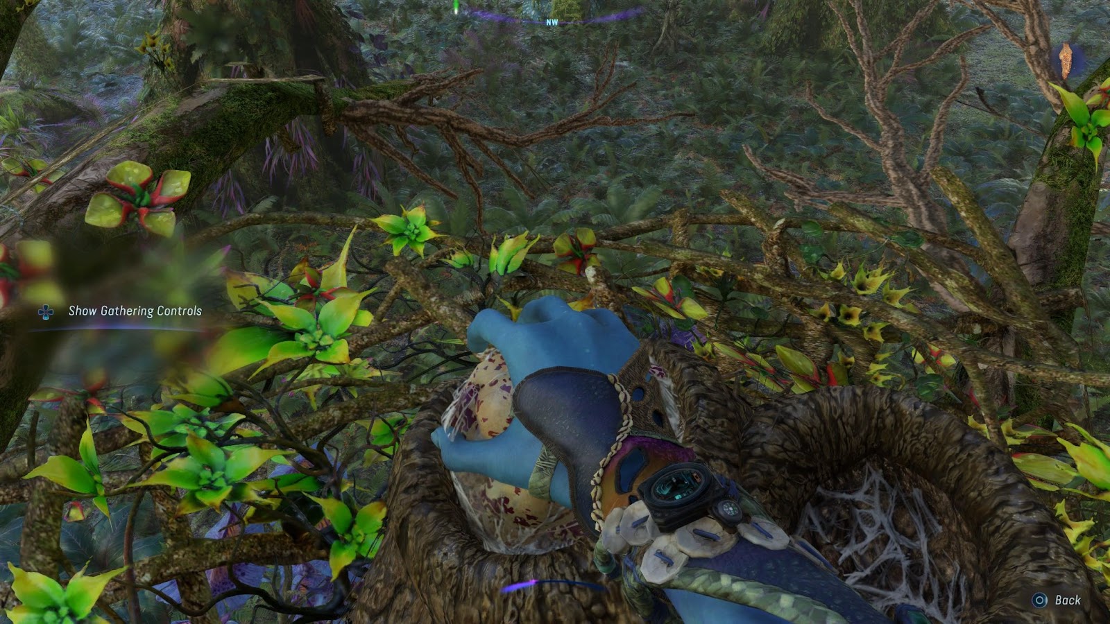 An in game screenshot of harvesting ingredients in the game Avatar: Frontiers of Pandora