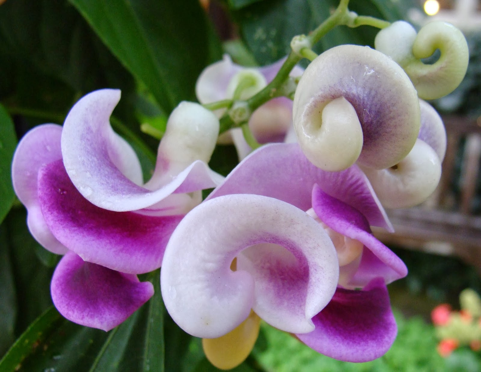 Snail Vine (Senecio mikanioides)