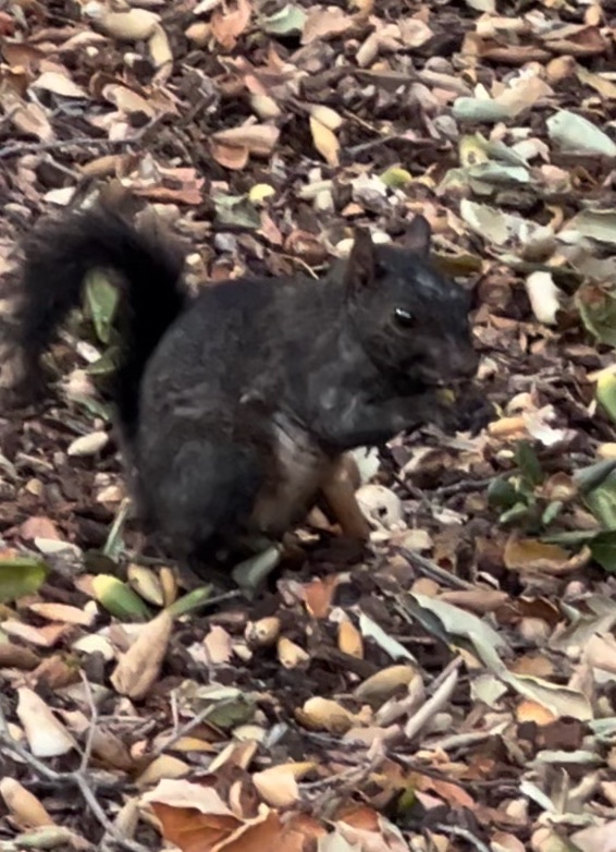 How a Stanford squirrel broke into my dorm room and stole my nuts