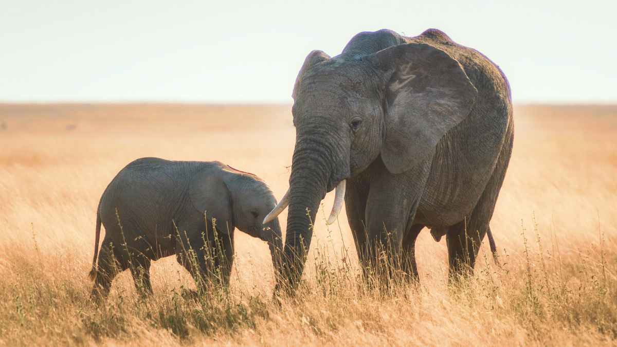 African Bush Elephant - 10,400 kg 