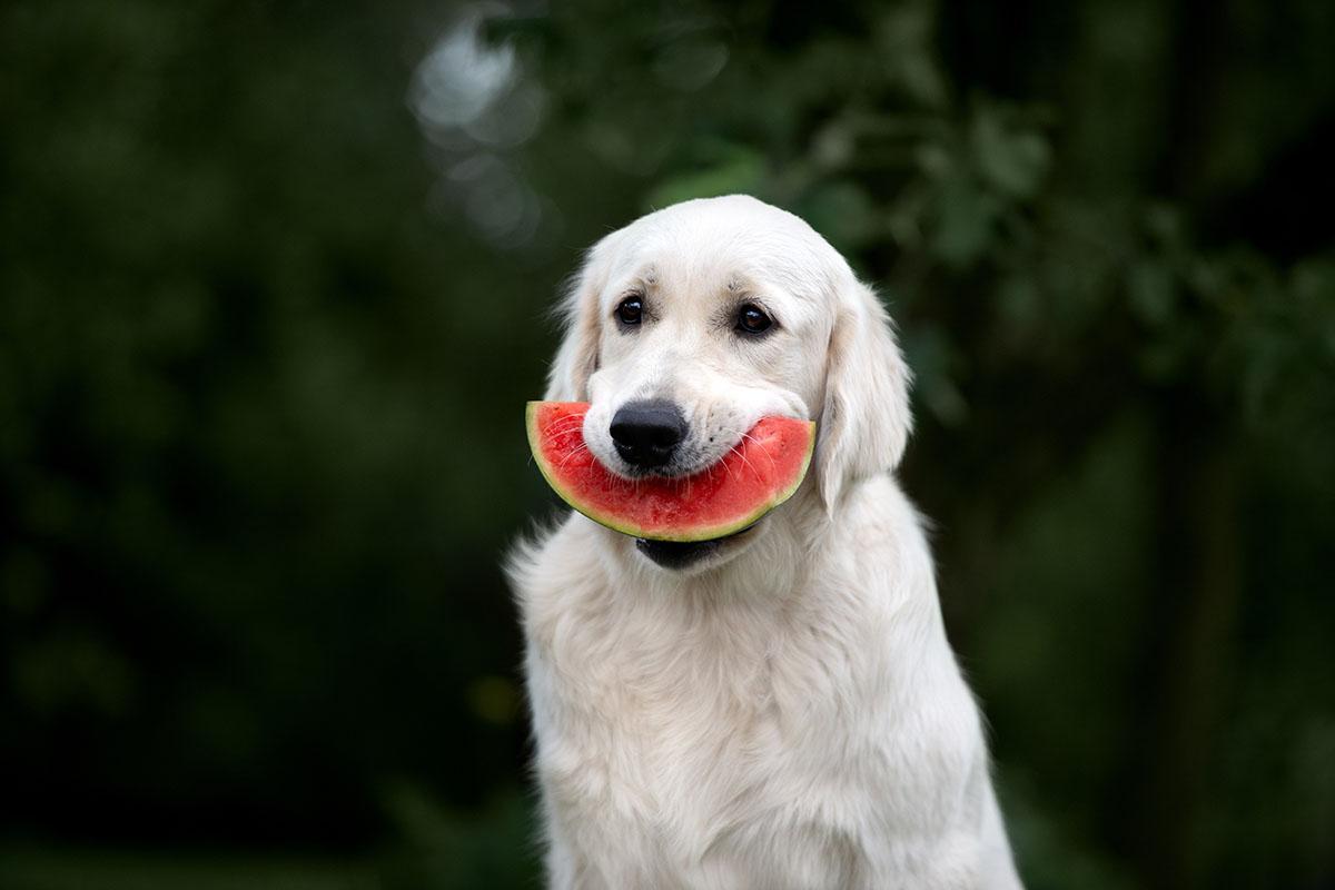 cachorro foco comendo melancia