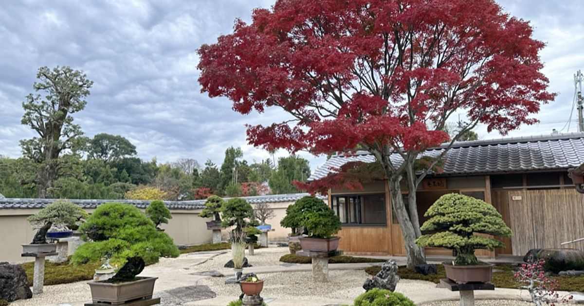 Explore the Bonsai Garden + Best Things To Do When Visiting Hitsujiyama Park
