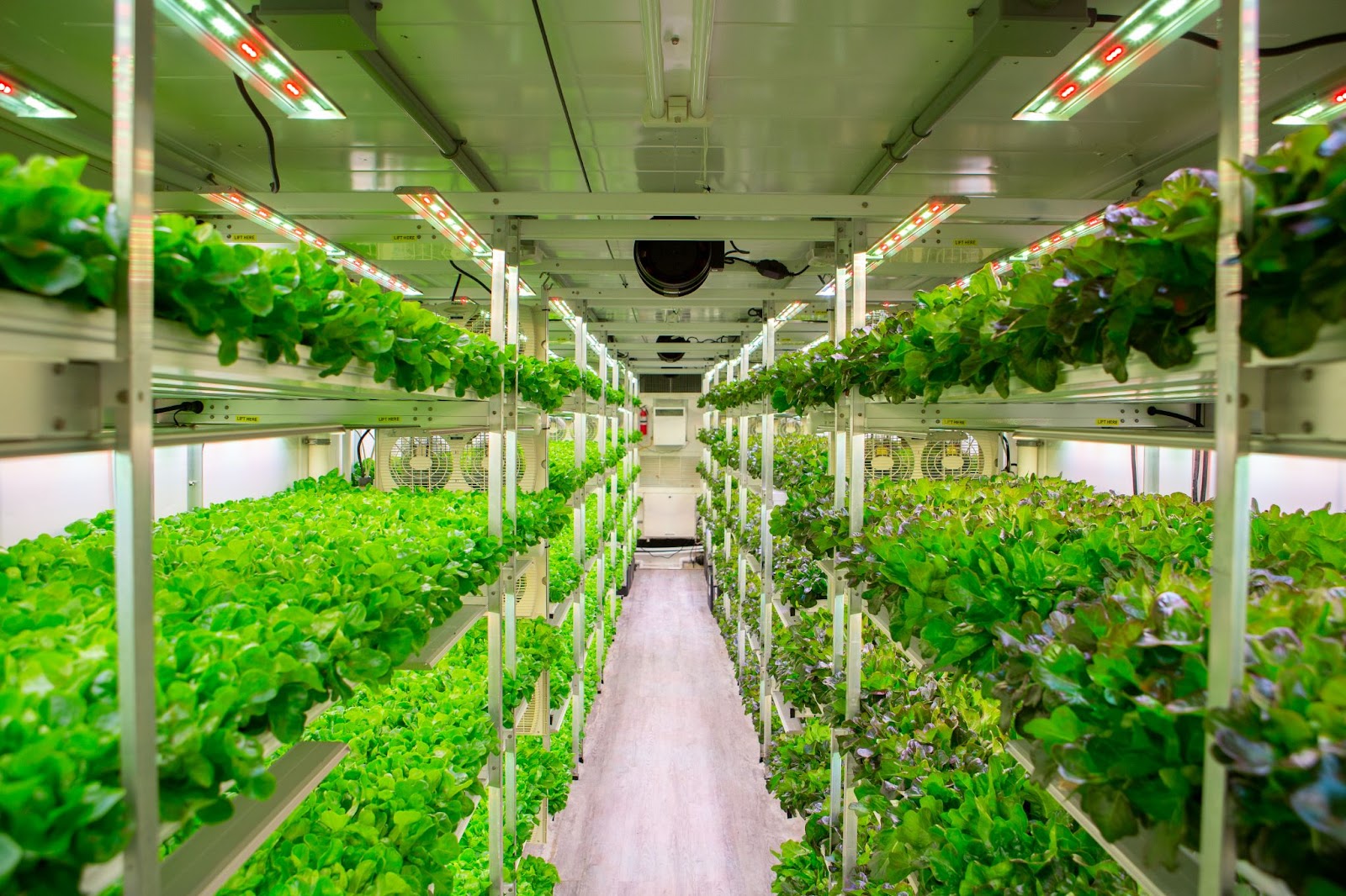 A vertical growing system with fresh leafy greens in an AmplifiedAg modular system