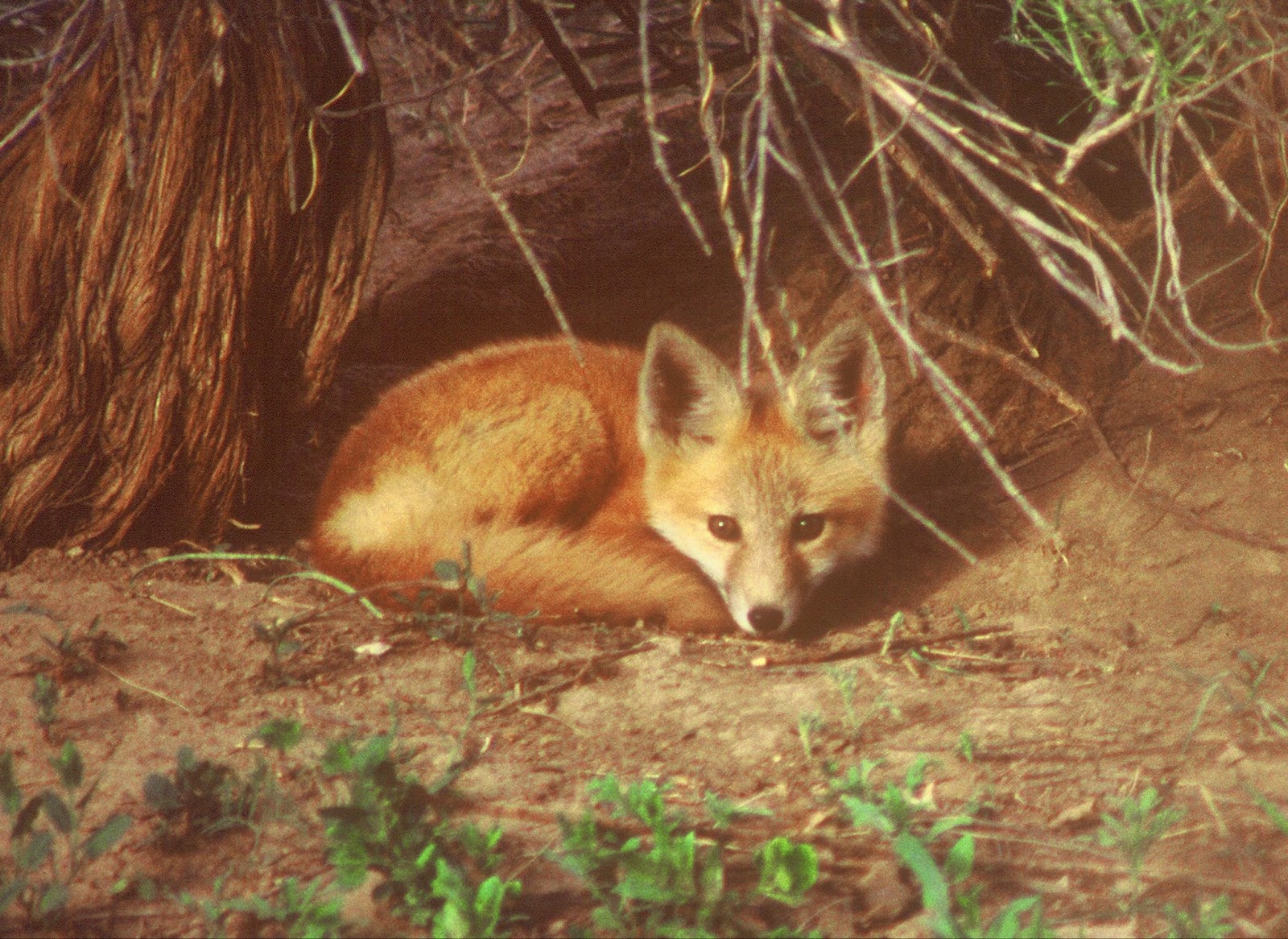 Foxes Den