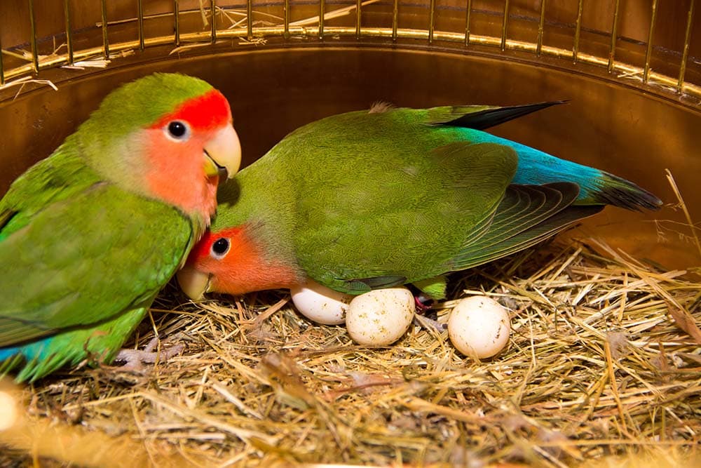 Parrots Fertile Eggs