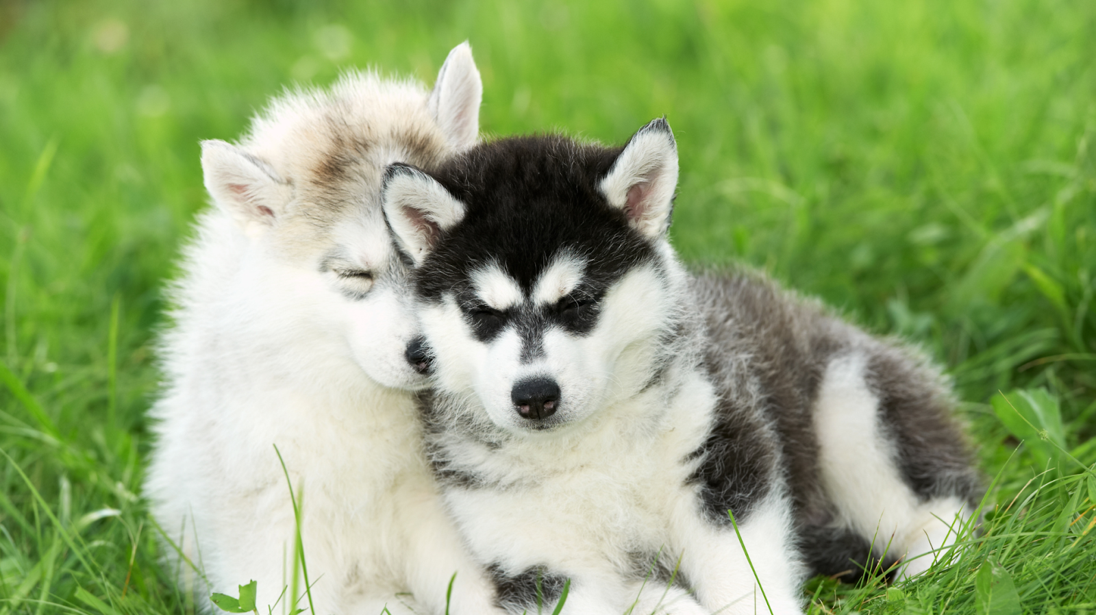 white and black puppies on the ground