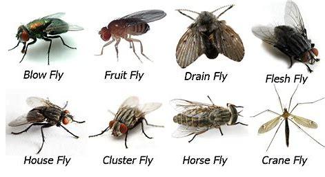 Image result for foto jenis jenis lalat