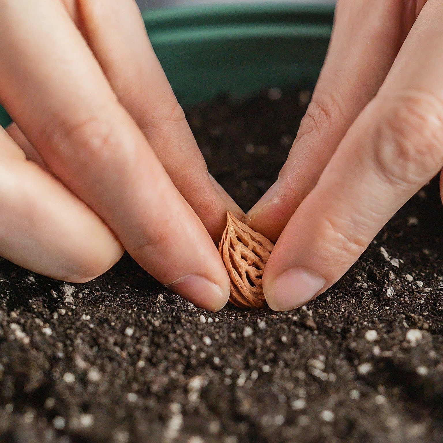 how to plant peach seed