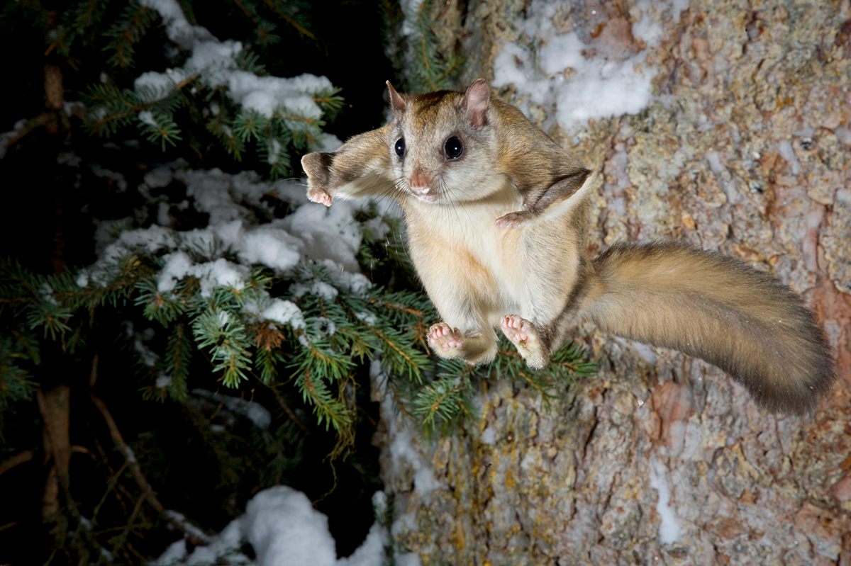 Flying Squirrels In Georgia