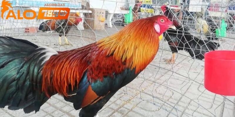 Hình ảnh