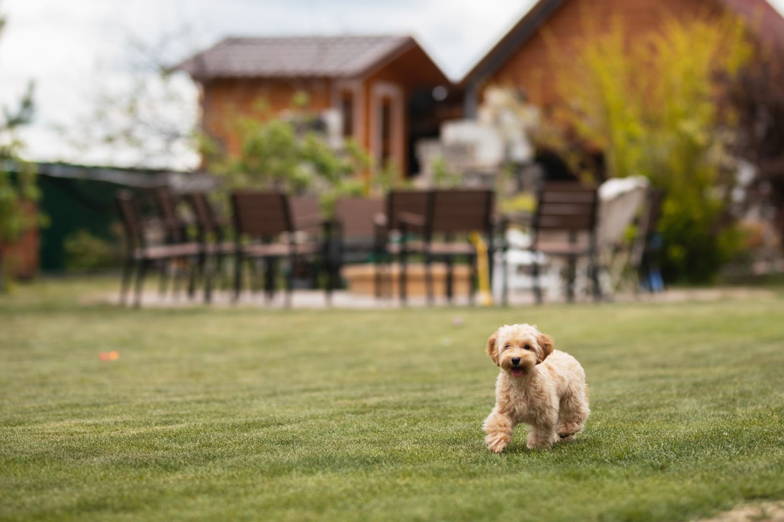 cachorro correndo em um jardim