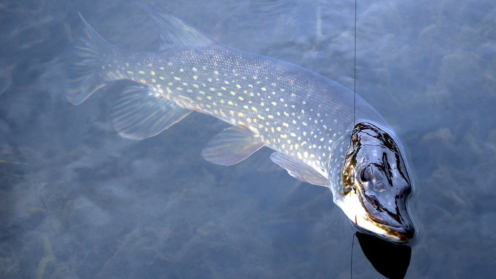 Conservation matters - Pike Fishing practices