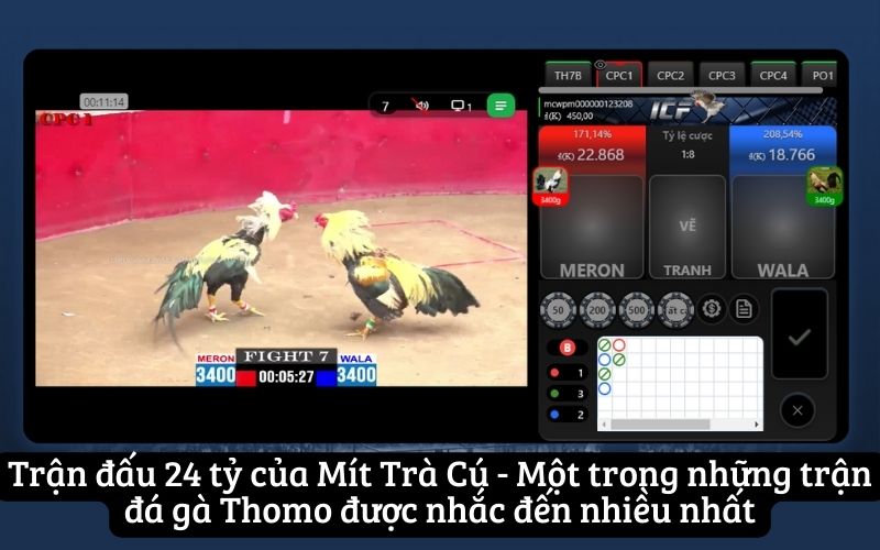 Trận đấu 24 tỷ của Mít Trà Cú - Một trong những trận đá gà Thomo được nhắc đến nhiều nhất