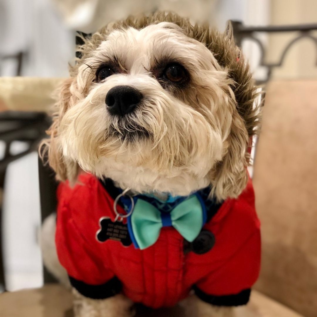 Mickey, the 14 year old Shih Tzu is about 73 in human years.