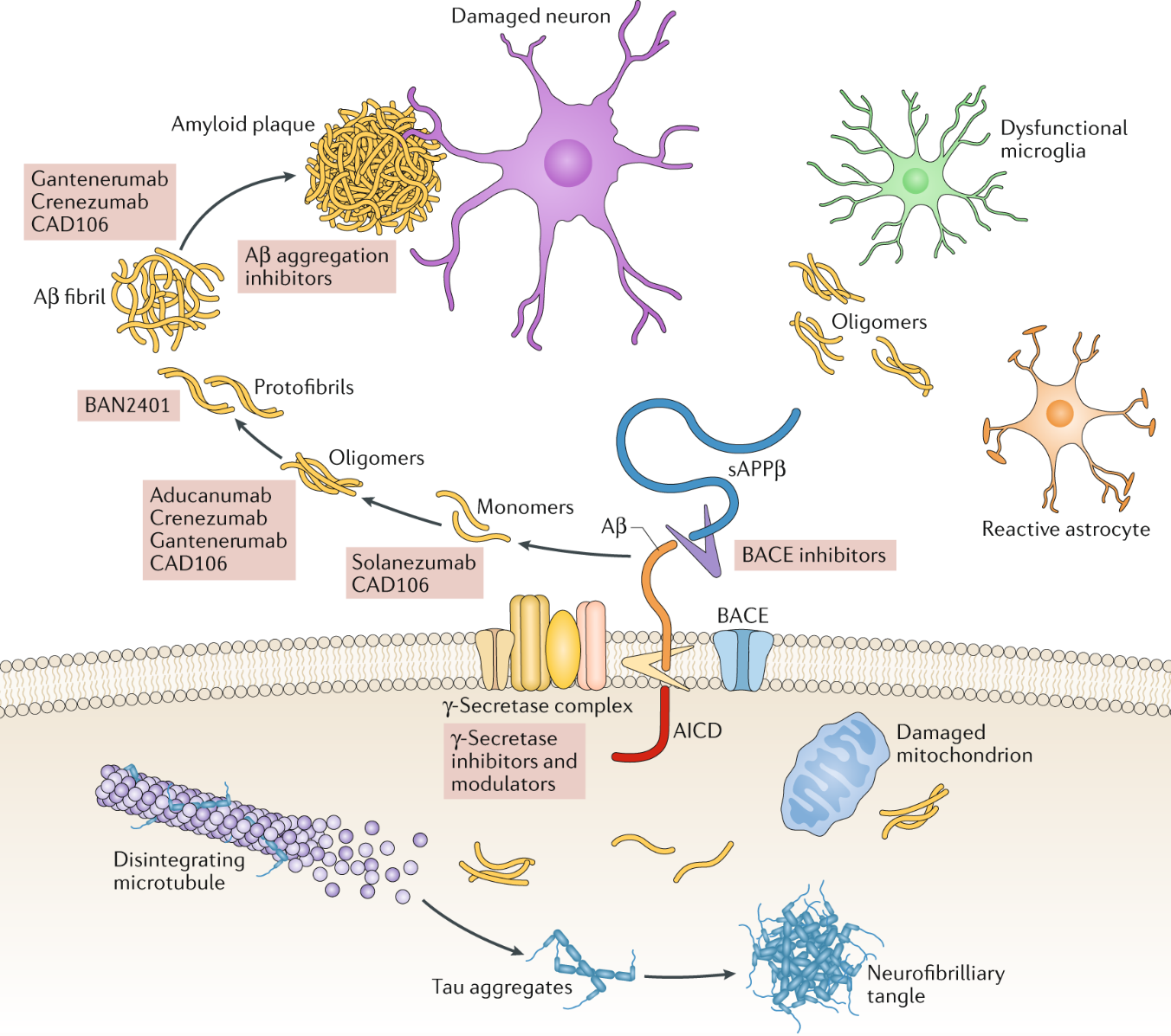 Resultado de imagen para b amyloid plaques