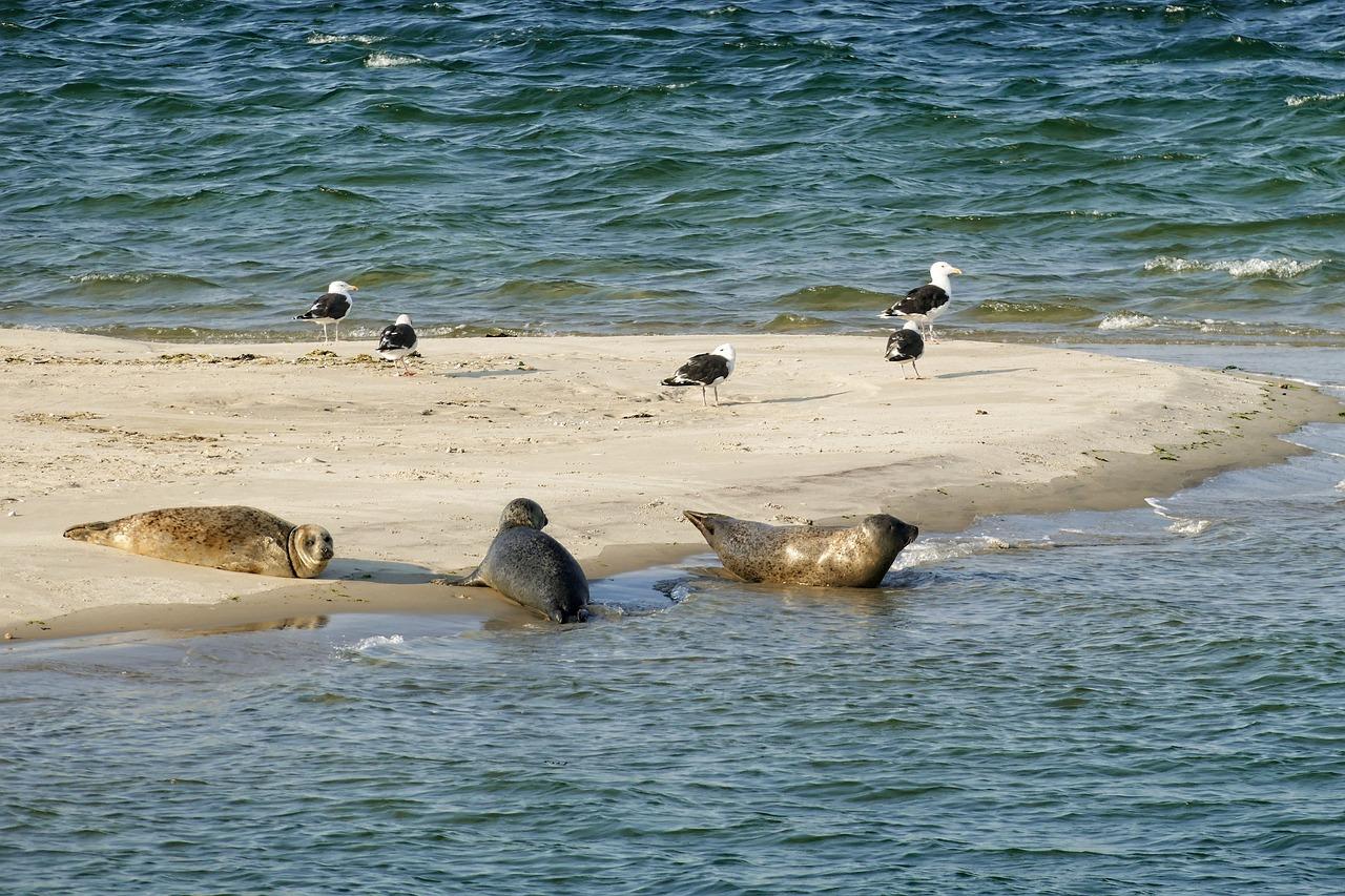 Free Seal Seals photo and picture