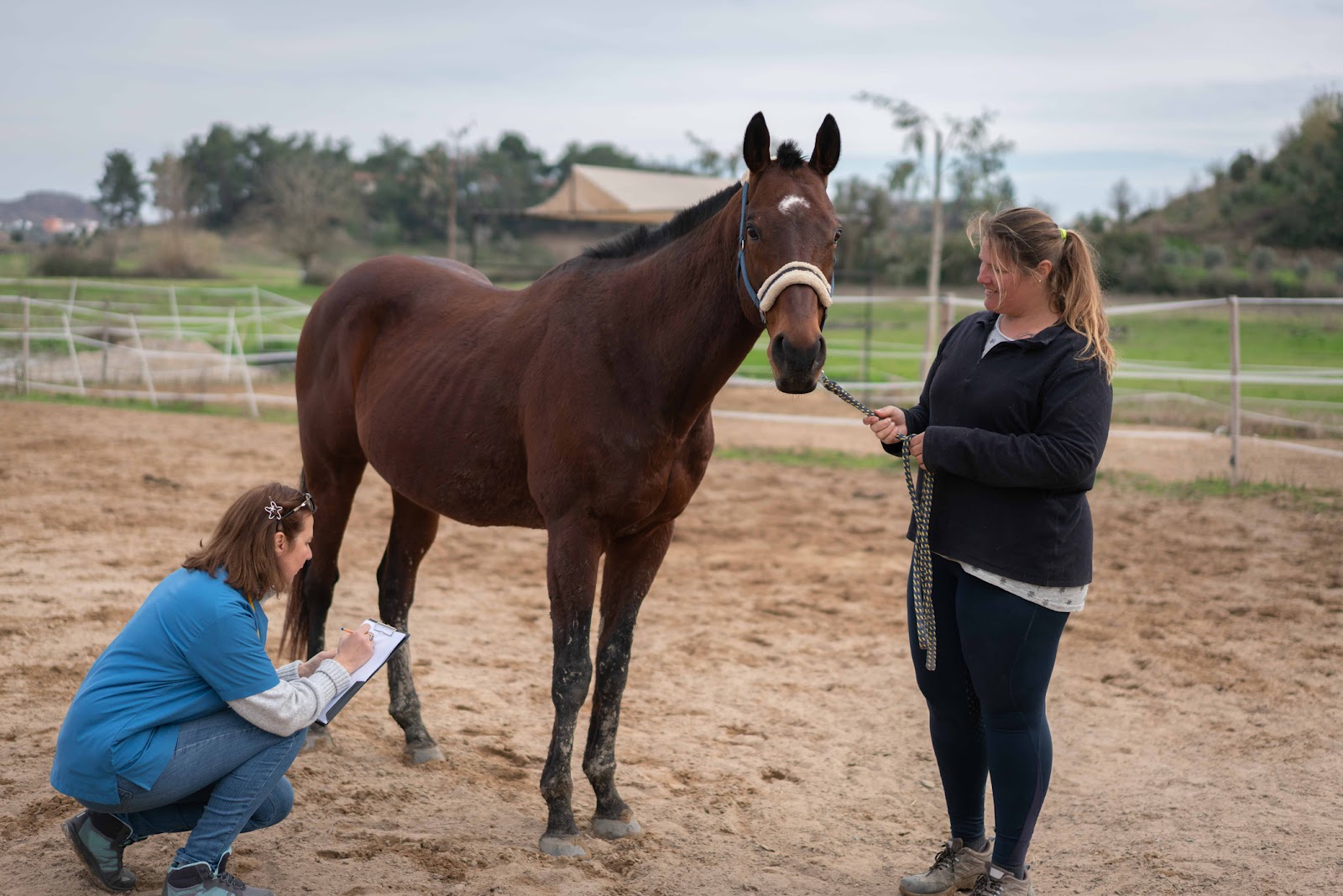 considerations for horse Hoof Care