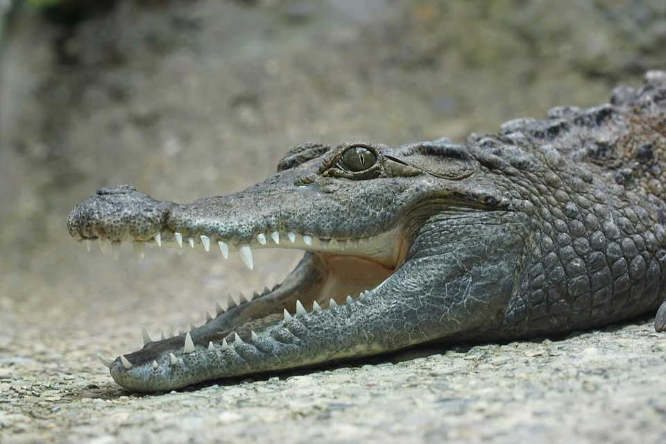 A young gator shows off it's razor sharp teeth at Wild Florida's Gator Park