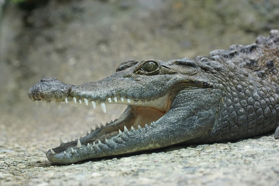 Caiman vs. Alligator vs. Crocodile Key Differences