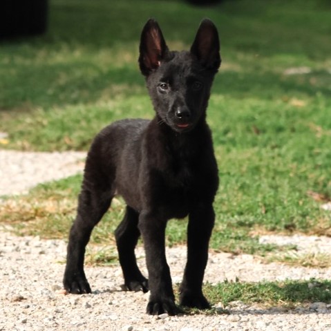 black belgian malinois puppy